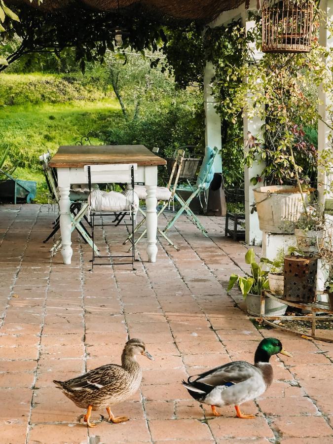 Le Molina Bed & Breakfast